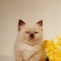 Kitten-FLower